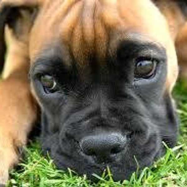 A Letter To My Dog