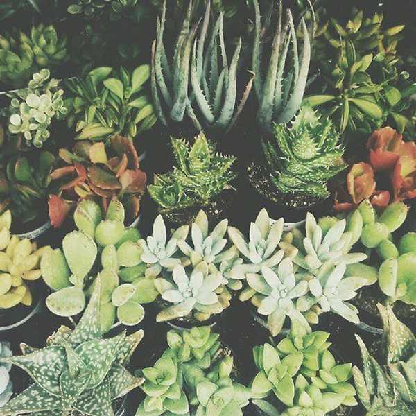 Always Remember To Water Your Plants And Visit Your Homes