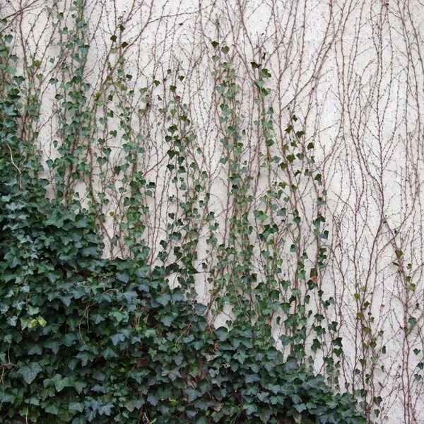 Confessions Of An Almost Transfer Student