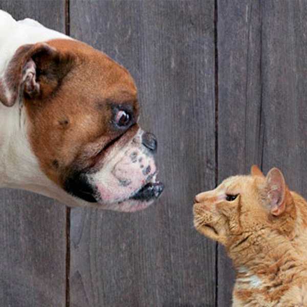 15 Ways That Dogs are Better than Cats