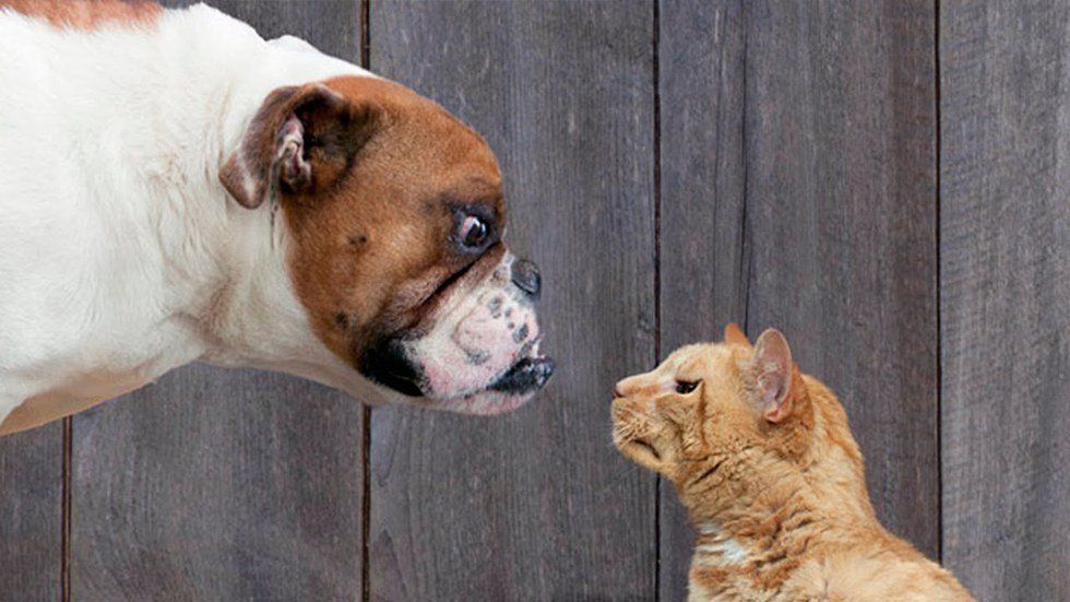 15 Ways That Dogs are Better than Cats