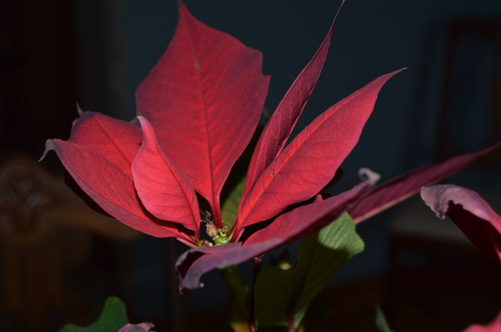 8 Best Christmas Movie Quotes