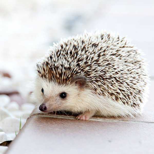 10 Things You Didn't Know About Hedgehogs