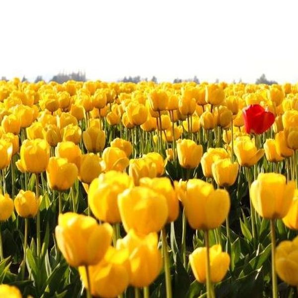 What I've Learned About Popularity From Being Unpopular