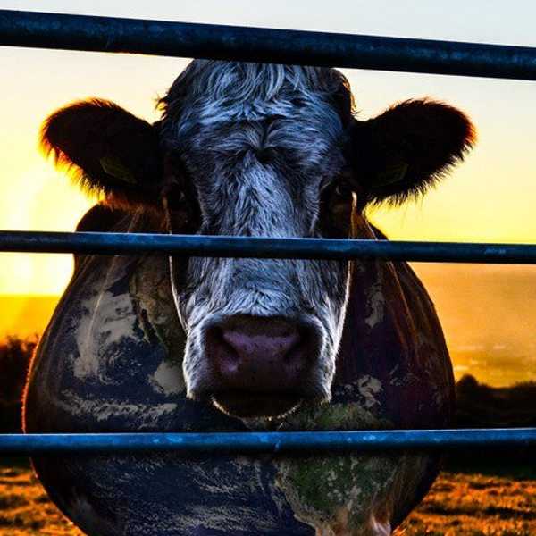 'Cowspiracy: The Sustainability Secret' A Must-See Documentary