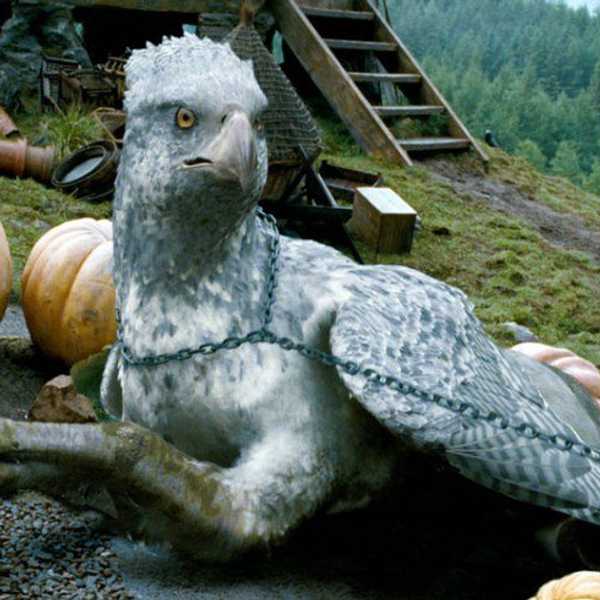 7 Things To Do As You Wait For "Fantastic Beasts And Where To Find Them"