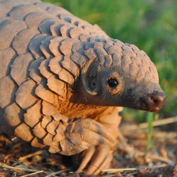 Pangolins Are The Coolest Species You've Never Heard Of