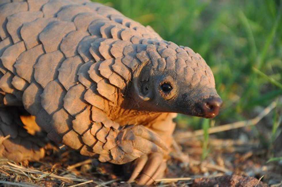 Pangolins Are The Coolest Species You've Never Heard Of