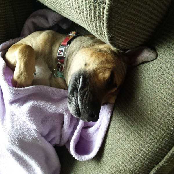 Why Dogs Are The Best Thing To Ever Happen