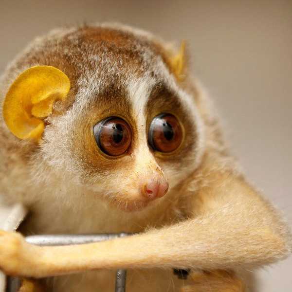 7 Of The Cutest Endangered Species