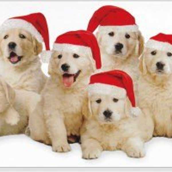 10 Puppies That Will Totally Get You In The Holiday Spirit
