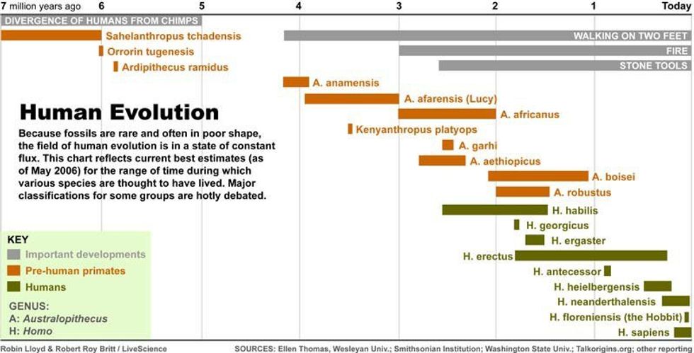 Bones Bring Question to Human Evolution Timeline