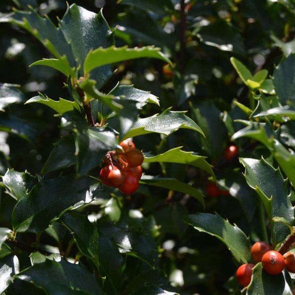 Why I'm Not Making A New Years' Resolution