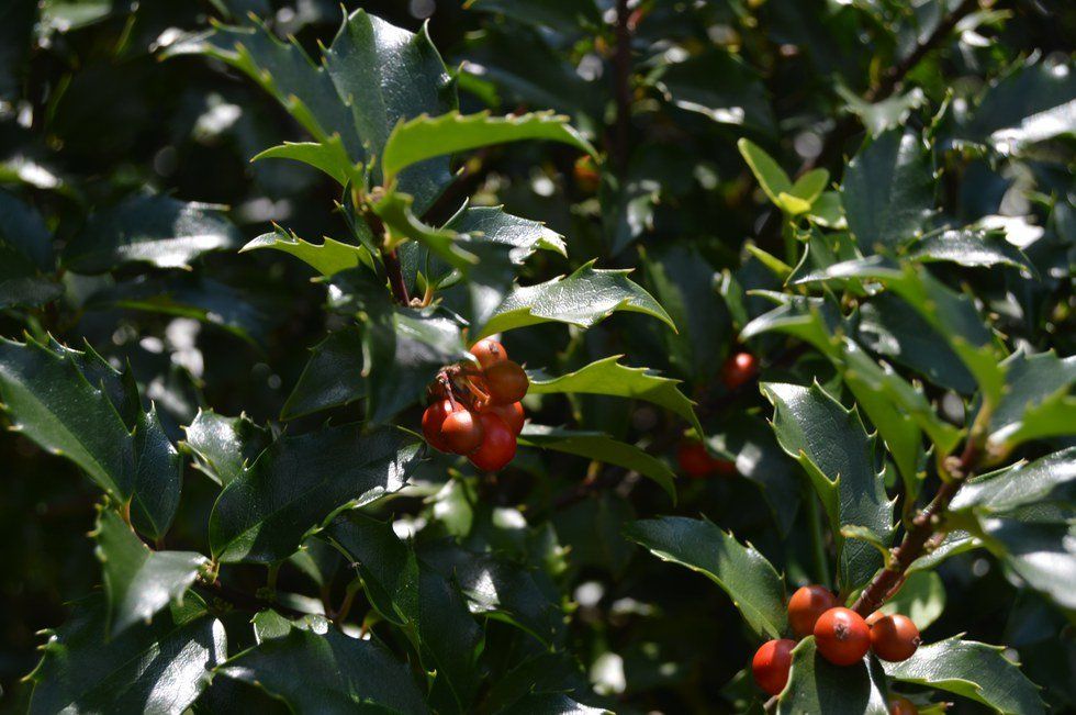 Why I'm Not Making A New Years' Resolution