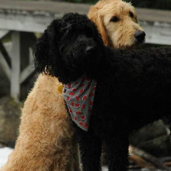 6 Reasons Why Dogs Are A Man's Best Friend