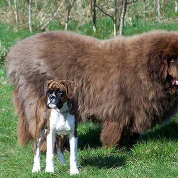 5 Large And Fluffy Dog Breeds For Families Who Want More To Love