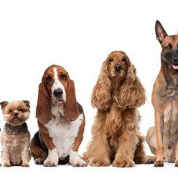 10 Reasons Why Having A Dog Is A Must