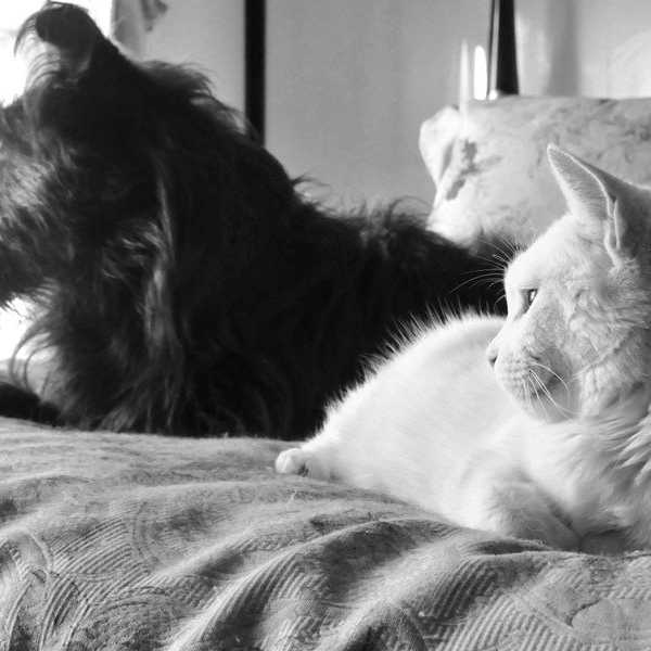 A Letter To My Pets