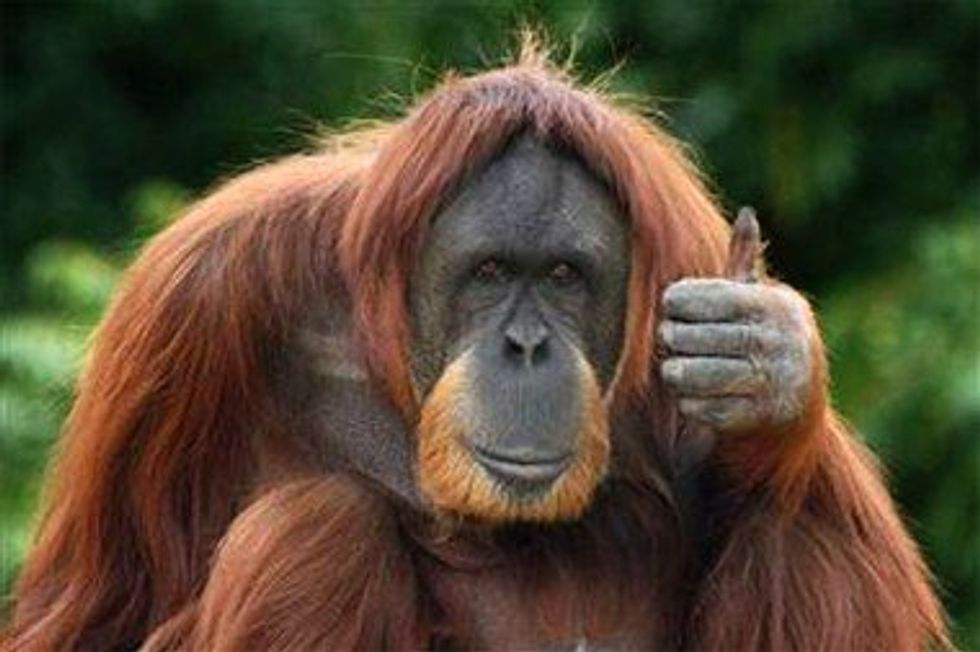 Adorable Animal Gifs To Get You Through Finals Week