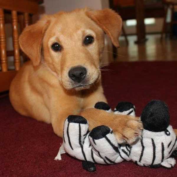 Rescue or Adopt - Don't Shop