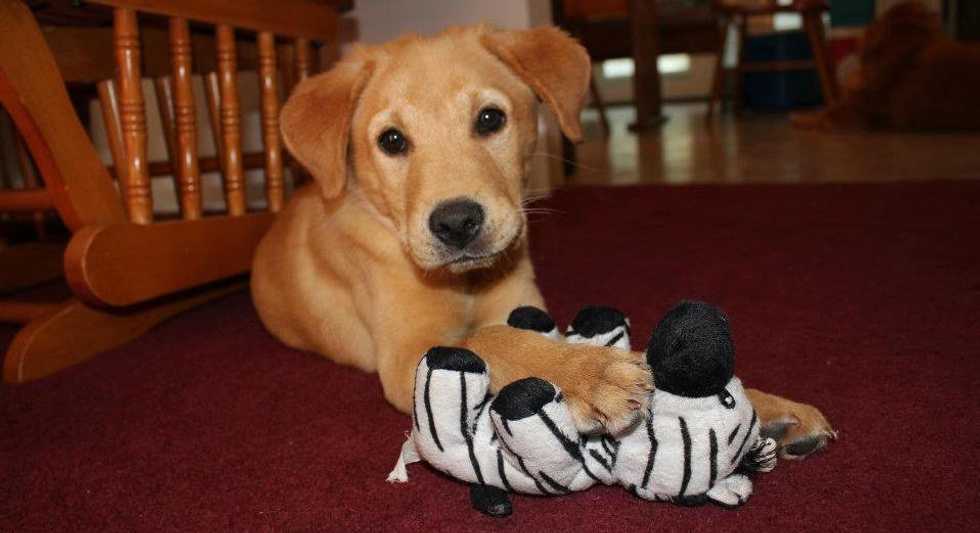Rescue or Adopt - Don't Shop