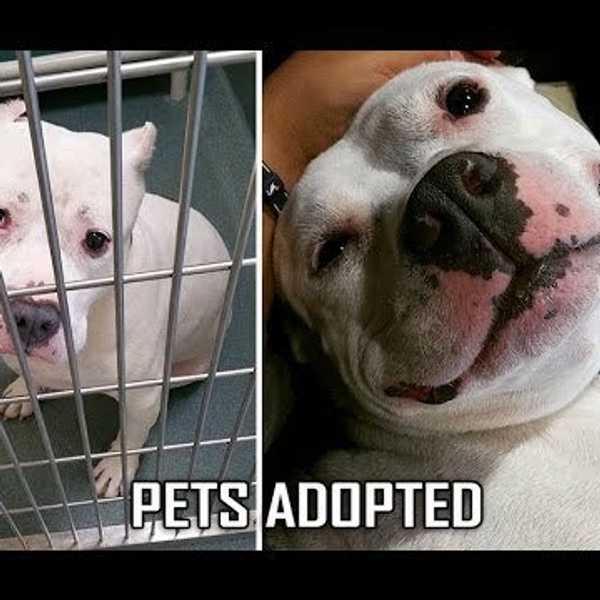 Why Rescue?