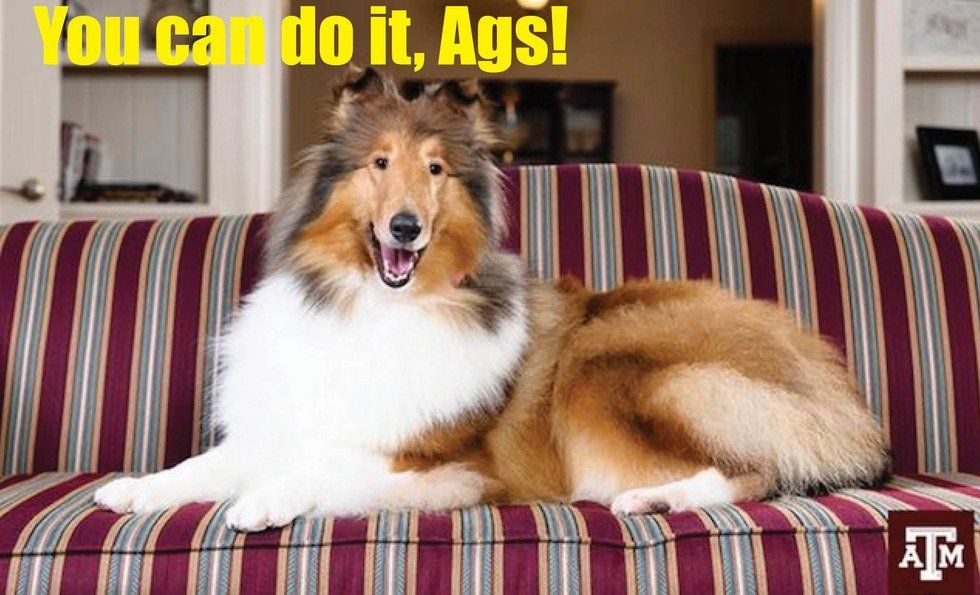 12 Days Of Aggie Christmas