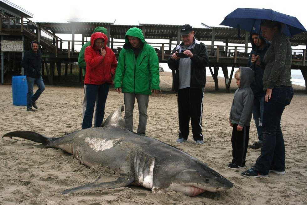 The Beauty Of A Washed Up Shark