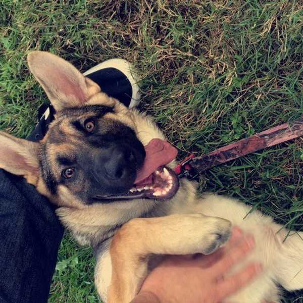 Why You Should Own A Dog