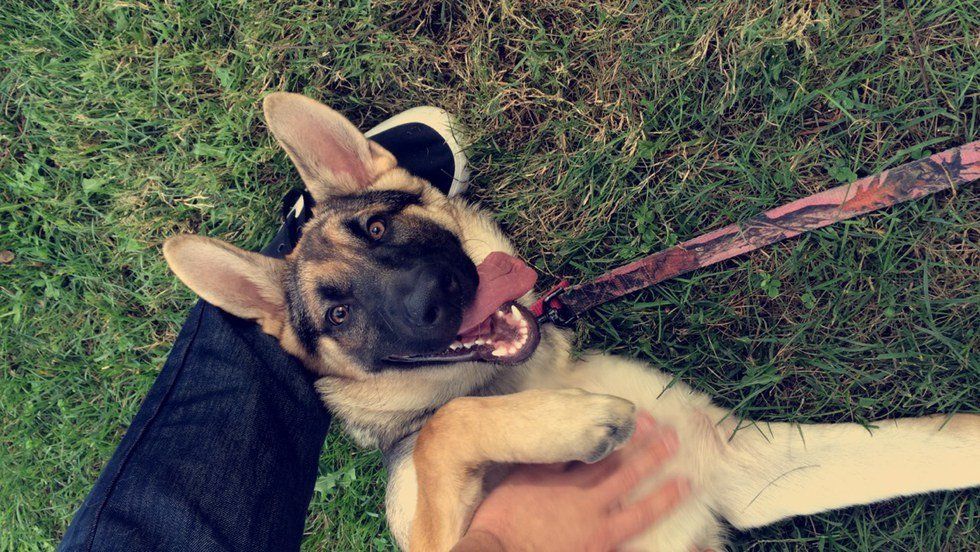 Why You Should Own A Dog