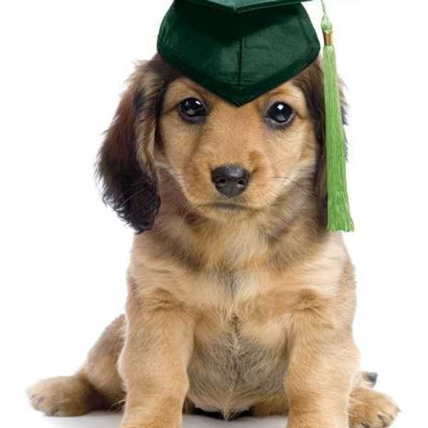 Finals Stress Relief: Puppy Edition