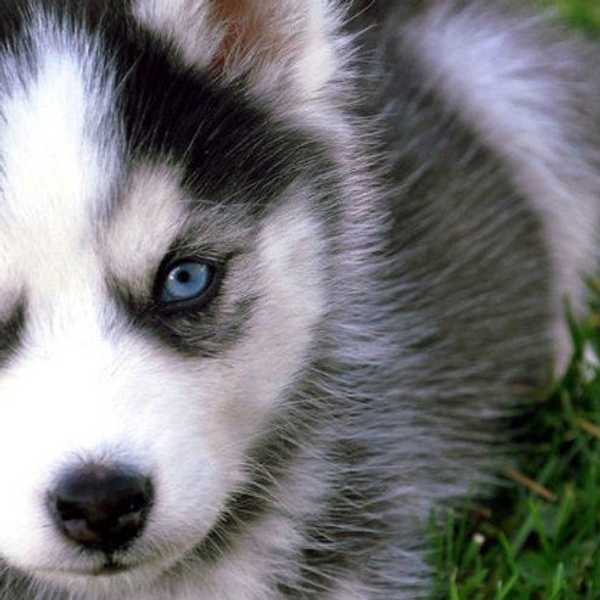 13 Ways To Convince Your Parents To Buy You A Puppy For Christmas