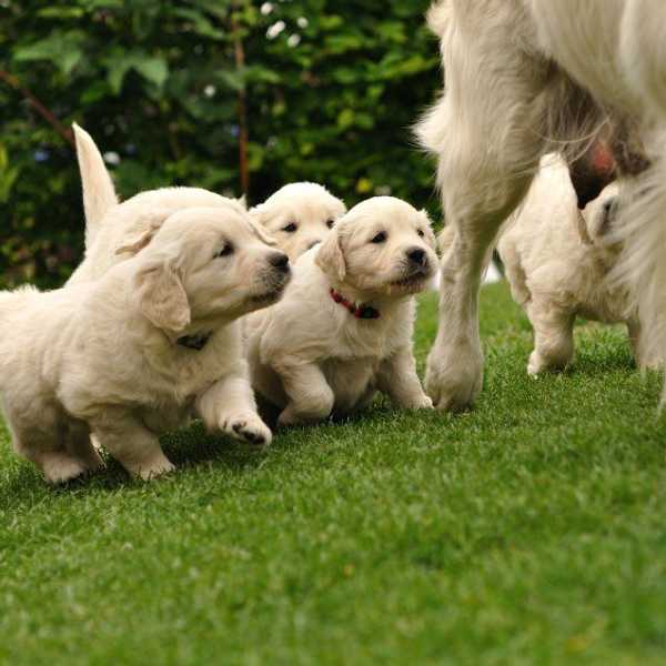 15 Signs You're Obsessed With Dogs