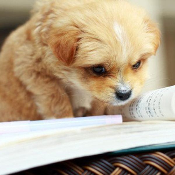 Finals Week As Told By Puppies