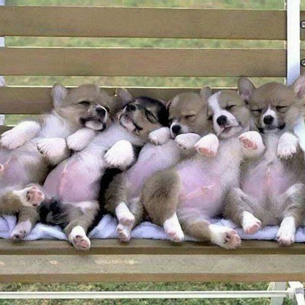 Tell-Tail Sign You're A Dog Lover