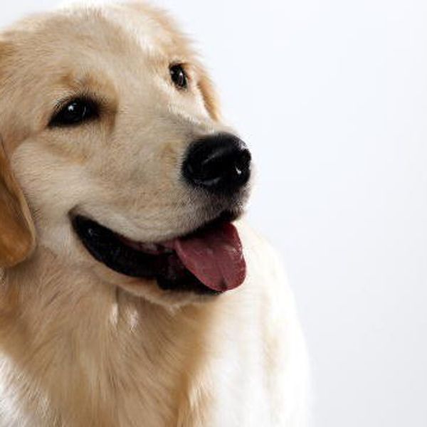 Finals Week As Told By Golden Retrievers