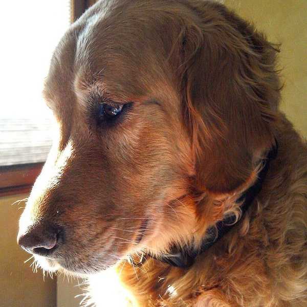 Here's To Man's Best Friend