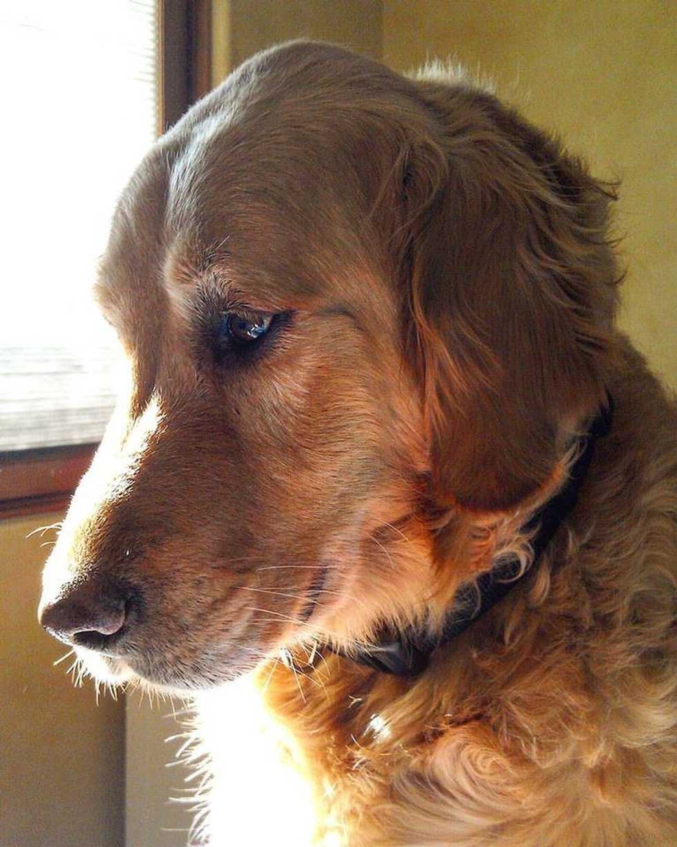 Here's To Man's Best Friend