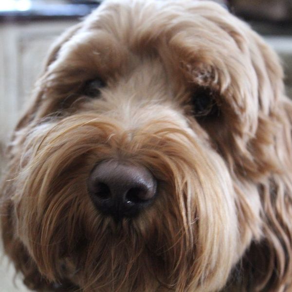 17 Signs You Have an Unhealthy Obsession with Your Dog