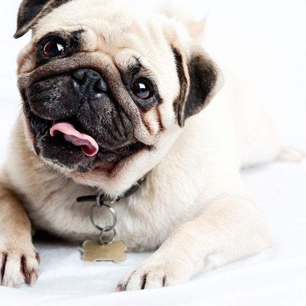 9 Reasons Why Pugs Are Wonderful