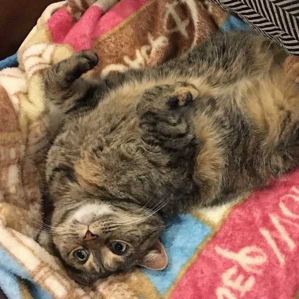 12 Things Cats Think When Their Owners Come Home From College