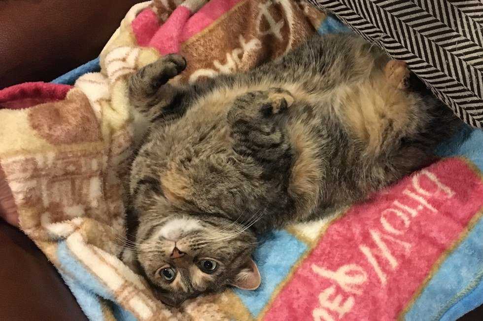 12 Things Cats Think When Their Owners Come Home From College