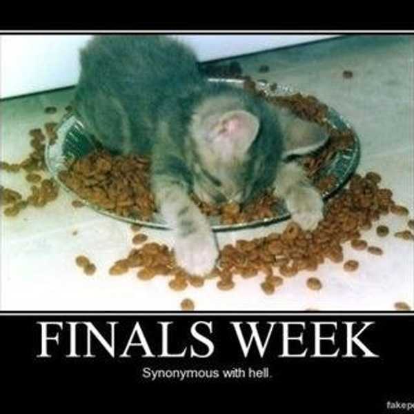 How To Survive Finals Week As Told By Cats