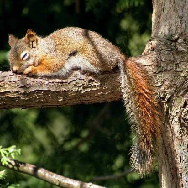 Confessions Of A Frequent Napper