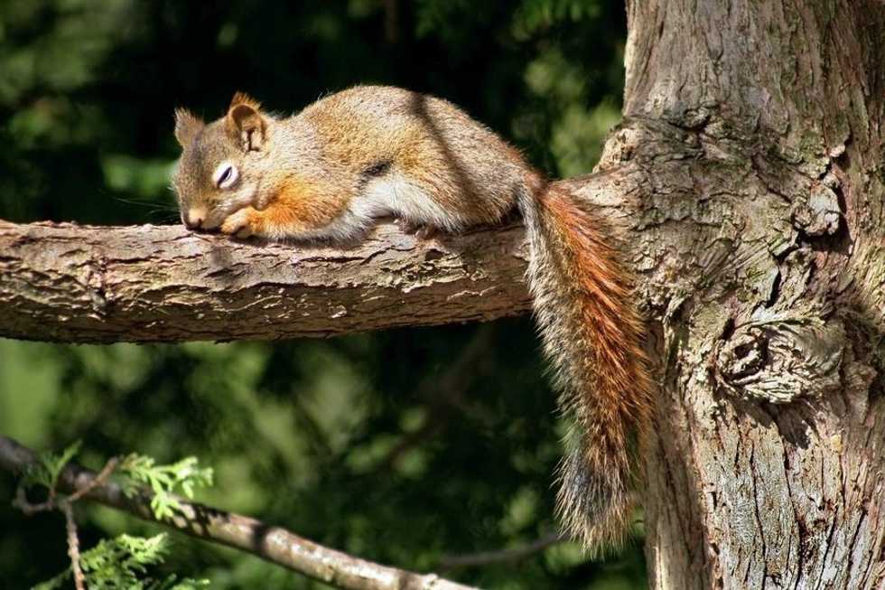 Confessions Of A Frequent Napper