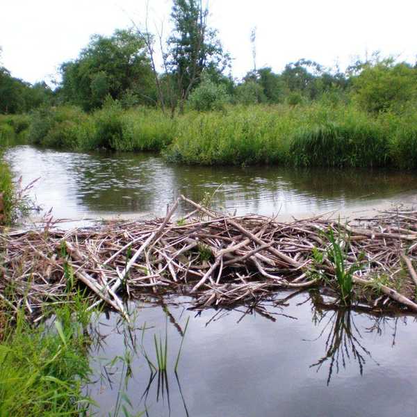 Why A Beaver Dam Is No More Natural Than The Hoover Dam