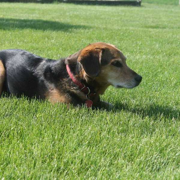 An Open Letter to My Dead Dog