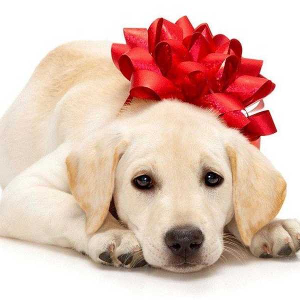 11 Signs You've Never Had A Dog But Always Wanted One
