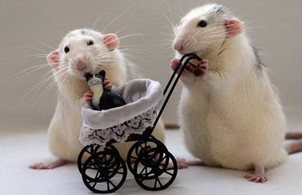 5 Things I Learned From a Mouse Infestation