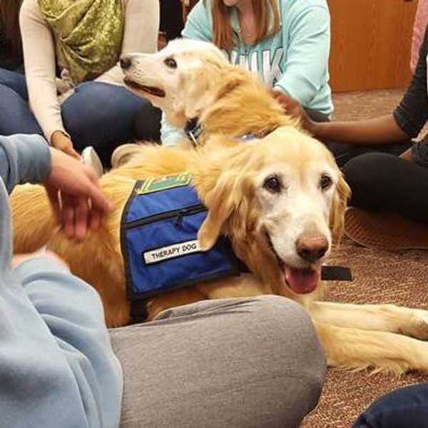 The Benefits Of Therapy Dogs On College Campuses
